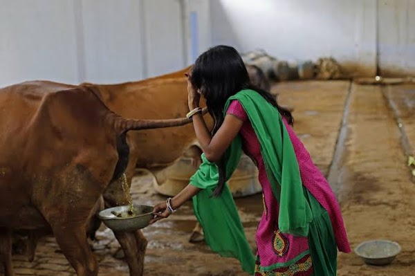 Organisasi Hindu India Pakai Urine dan Kotoran Sapi Tangkal Corona