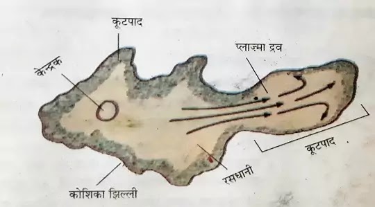 Parts of a Cell,जीवद्रव्य (Protoplasm)क्या है?,Physical Properties,Nature,Chemical composition of Protoplasm|hindi