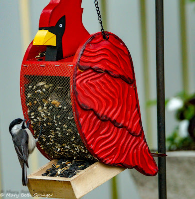 Black-capped Chickadee on Cardinal Birdfeeder photo by mbgphoto