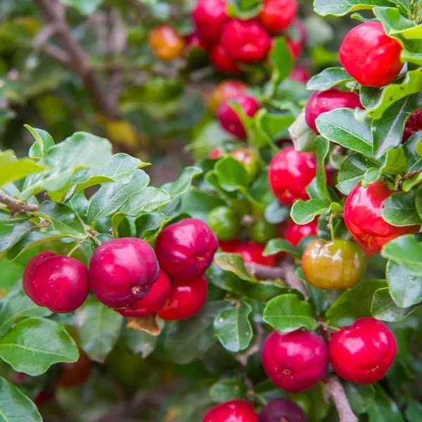 bibit tanaman buah cherry jepang yang baik jawa timur Pangkalpinang