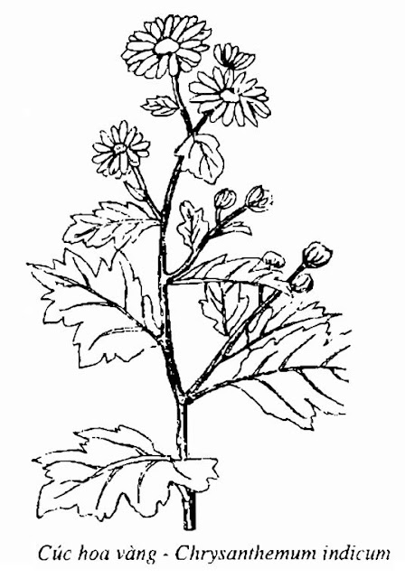 Hình vẽ Cúc Hoa Vàng - Chrysanthemum indicum - Nguyên liệu làm thuốc Chữa Cảm Sốt