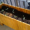 Working Planting Vegetable