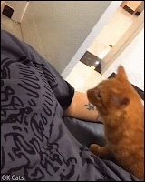 Cute Cat GIF • Sweet and cuddly cat loves, hugs and cuddles with his human [ok-cats.com]