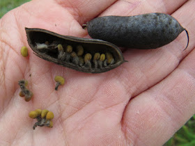 white false indigo