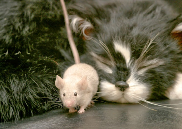 A mouse saunters by while a black-and-white cat sleeps