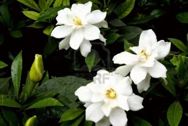 Jasmine Flower HD Wallpapers Free Download