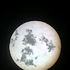 Hasil penelitian protozoa pada air kolam bandeng