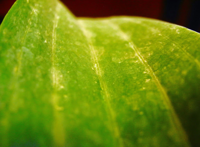 Marco of leaf