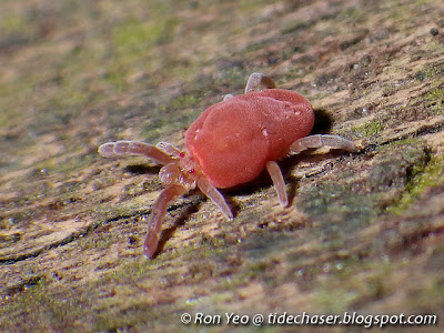 Velvet mites (family Trombidiidae)