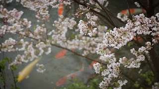 つきじ治作の池と桜