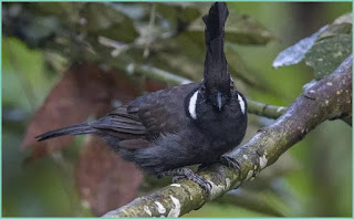 Perbedaan burung cililin coklat dan hitam