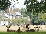 I live not ten minutes walk from Bushy Park, a lovely expanse of open space . (seated deer bushy park )