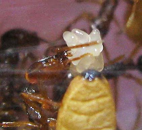 eggs of Anochetus ants