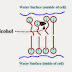 EFFECT OF ALCOHOL ON THE MEMBRANES