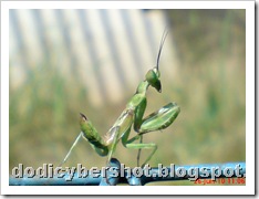 young praying mantis 08