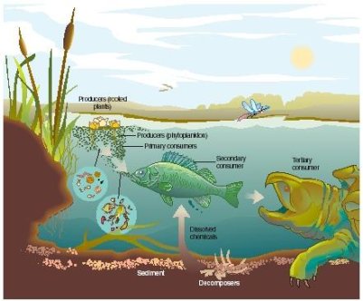 BiologyWindows: Ekosistem & Komponennya