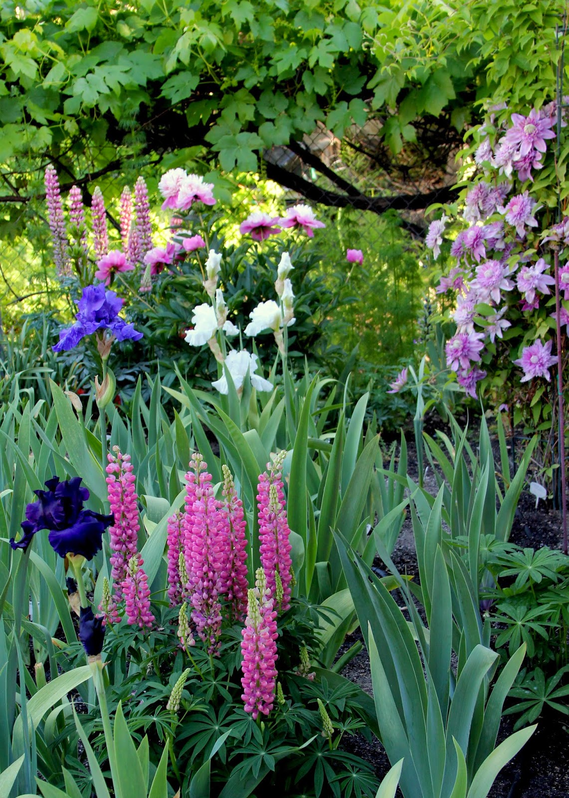 Tall Landscaping Plants