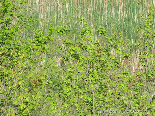 Yellow Warbler