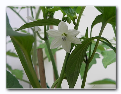 Homegrown Chilli plant, www.ruths-world.com
