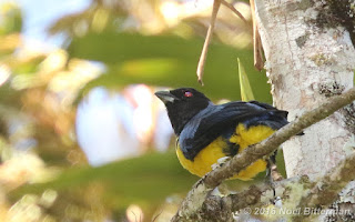 Hooded Mountain-Tanager