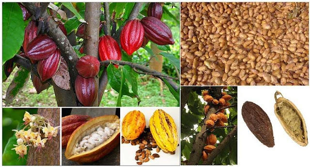 CA CAO - Theobroma cacao - Nguyên liệu làm Thuốc Bổ, Thuốc Bồi Dưỡng