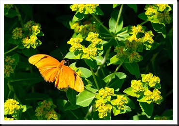 Danville-Butterfly-1