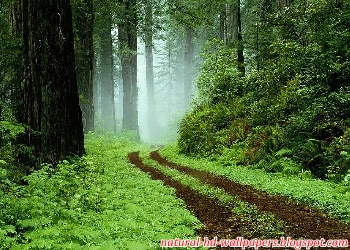 Beautiful Green Footway