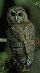 Spotted Owl habitat threatened by big timber company