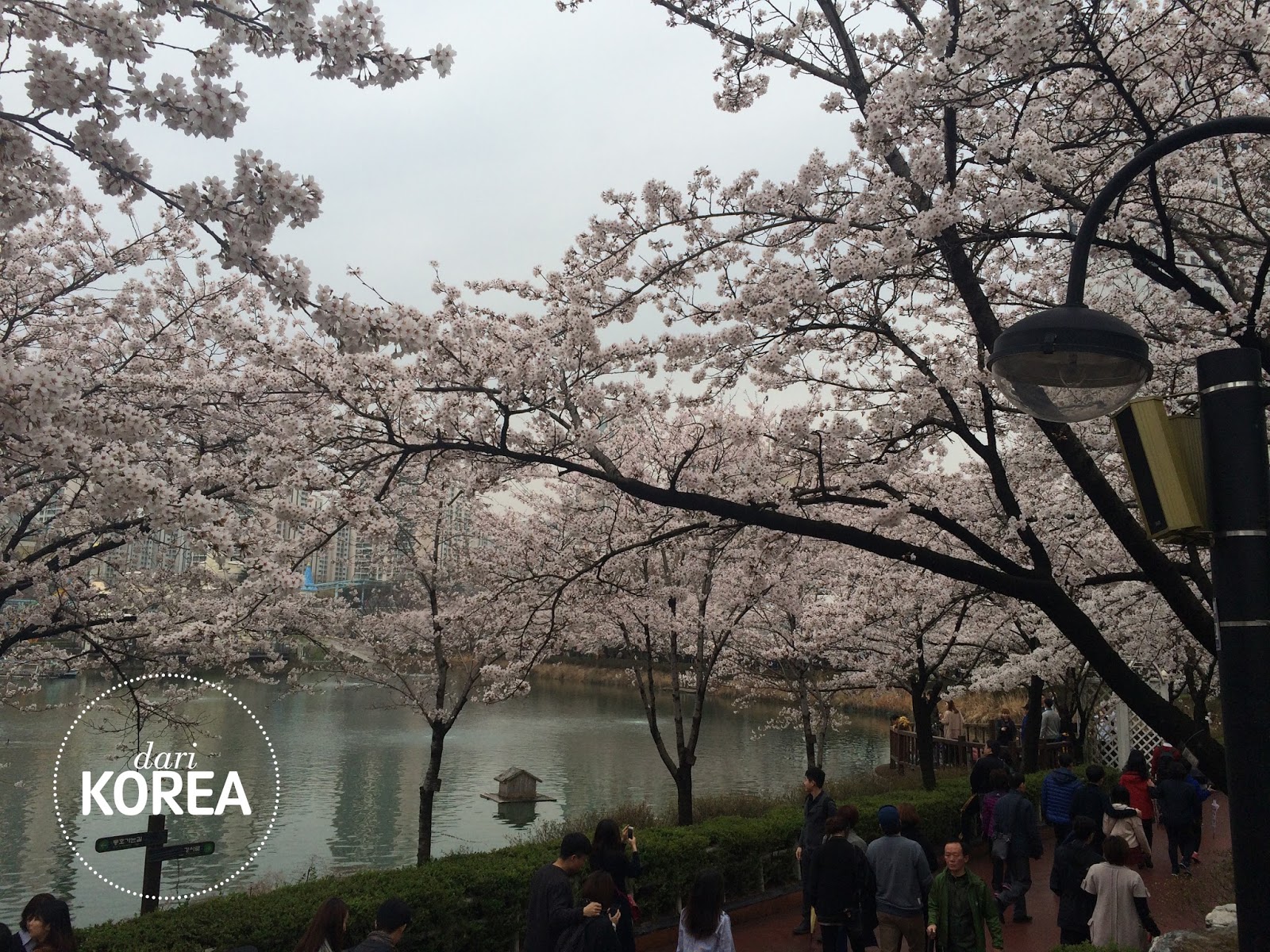 Untuk Kamu #dariKorea: Indahnya Musim Semi di Seoul, Korea 