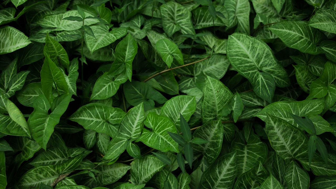 natural green leaves sharp color | Monochrome Photography Ideas