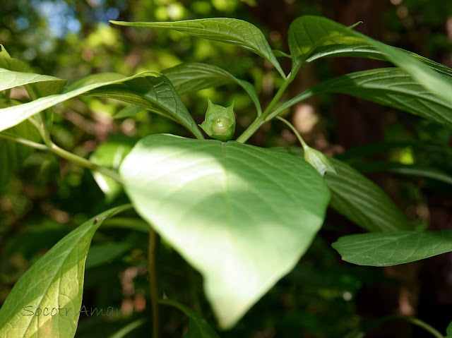 Scopolia japonica