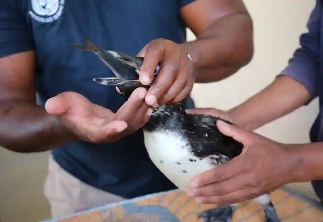 Populasi Penguin di Afrika Mulai Menyusut dan Punah - Bengkelhoki