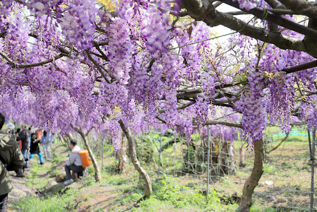 淡水紫藤咖啡園 紫藤花