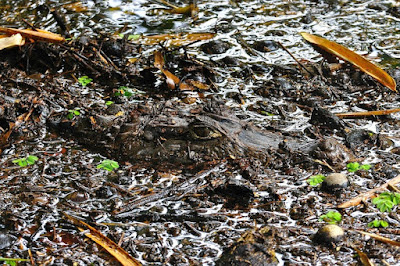 Caimán camuflado en río con basura