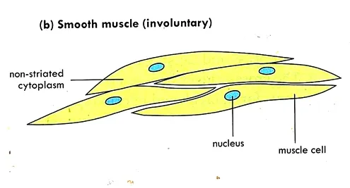 Structure of Smooth Muscle