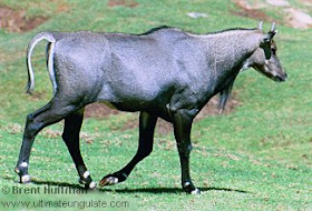 bovidae niglo Boselaphus tragocamelus