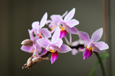 Grow and care Phalaenopsis equestris orchid - The Horse Phalaenopsis