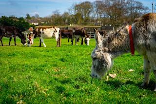 Sidmouth Donkey Sanctuary: 7 Things You Should Know