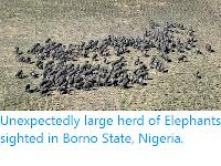 https://sciencythoughts.blogspot.com/2020/01/unexpectedly-large-herd-of-elephants.html