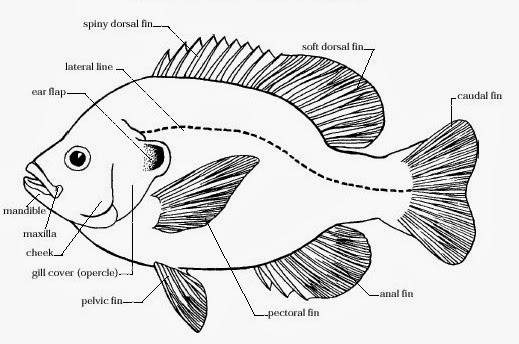 Catatan Si Benjuud Ekobiologi Ikan Baronang