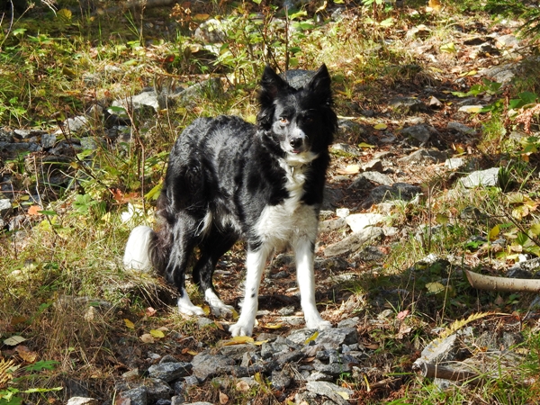 greensåsen krødsherad bordercollie