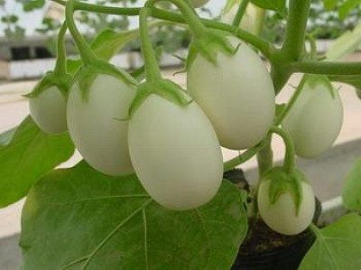 Solanum ovigerum, seus frutos permanecem imaturos por cerca de um mês, período em que se parece com ovo. Quando maduros, ficam amarelos, assemelhantes ao jiló, mas não são comestíveis.  Depois que caem seus frutos, a planta não mais os produz. É preciso retirar as sementes e fazer novas mudas.