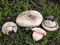 Agaricus bernardii