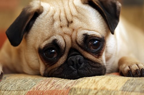 Cute Pug Dog