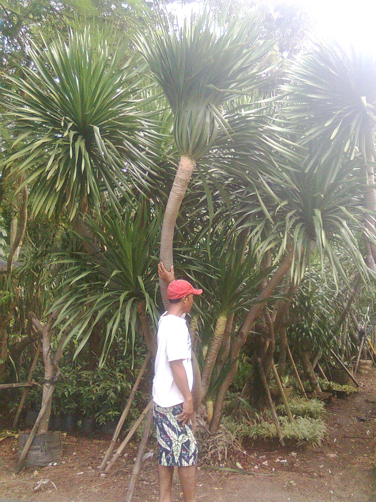 Tukangbuattaman: pohon pandan bali.