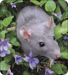 Rat
