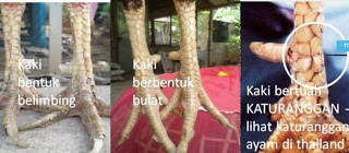 Sisik Bagus Pukulan Keras dan Mematikan