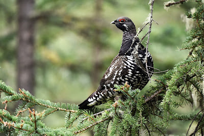 Spruce Grouse Trans Canada Trail.