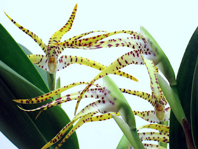 Maxillaria orchid -Tiger orchids care