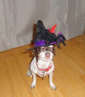 Witch Dog Costume